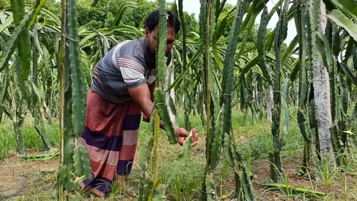 মহেশপুরে রাতের আধাঁরে দুই কৃষকের ড্রাগন ও পেয়ারা বাগান কেটে দিলো দুর্বৃত্তরা